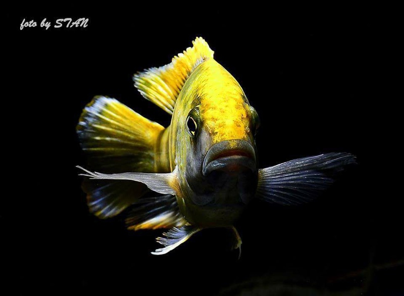 Nimbochromis venustus